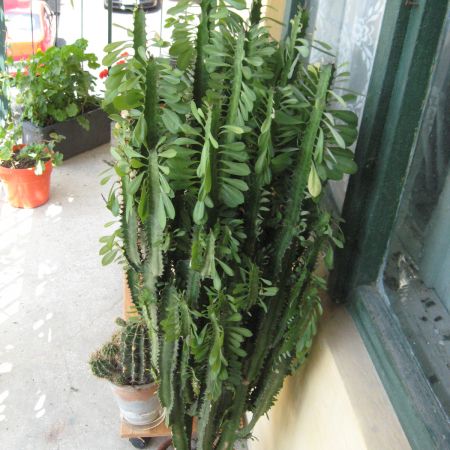 Euphorbia trigona (T)